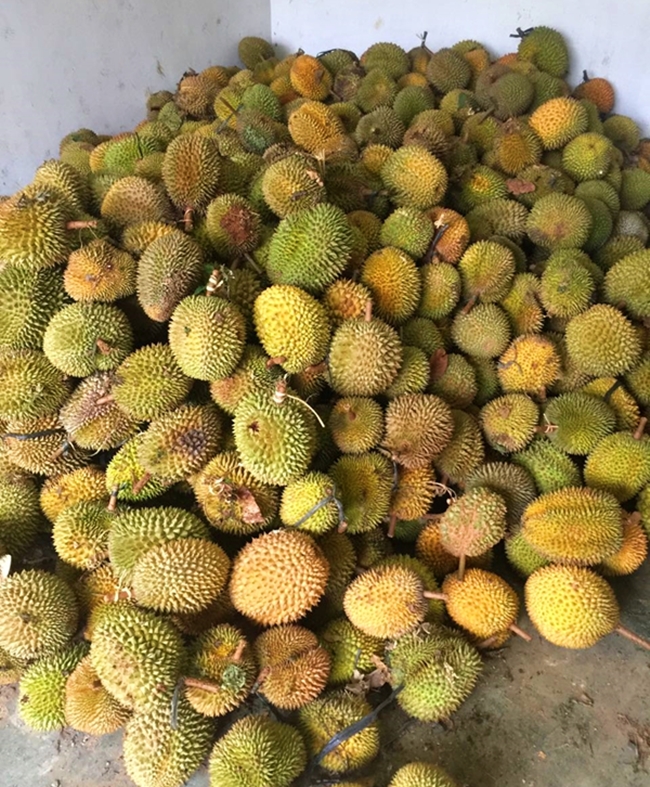 Buah Durian Asun Medan