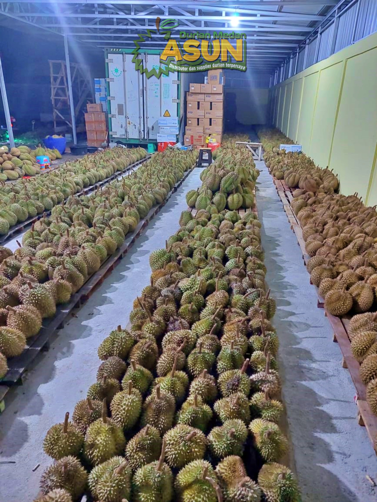 Durian Monthong Tolai Parigi Asun Duren