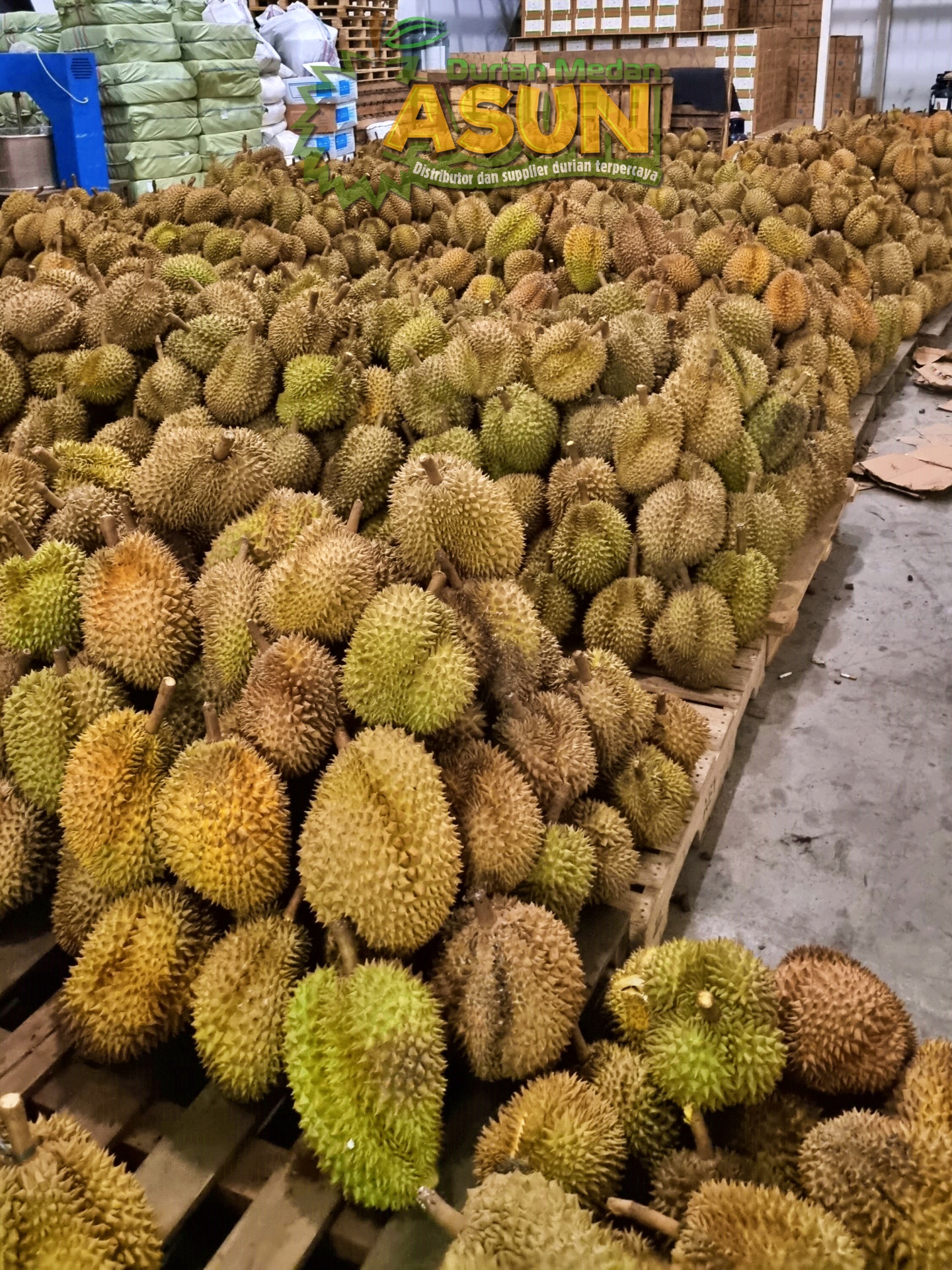 Durian Monthong Tolai Parigi