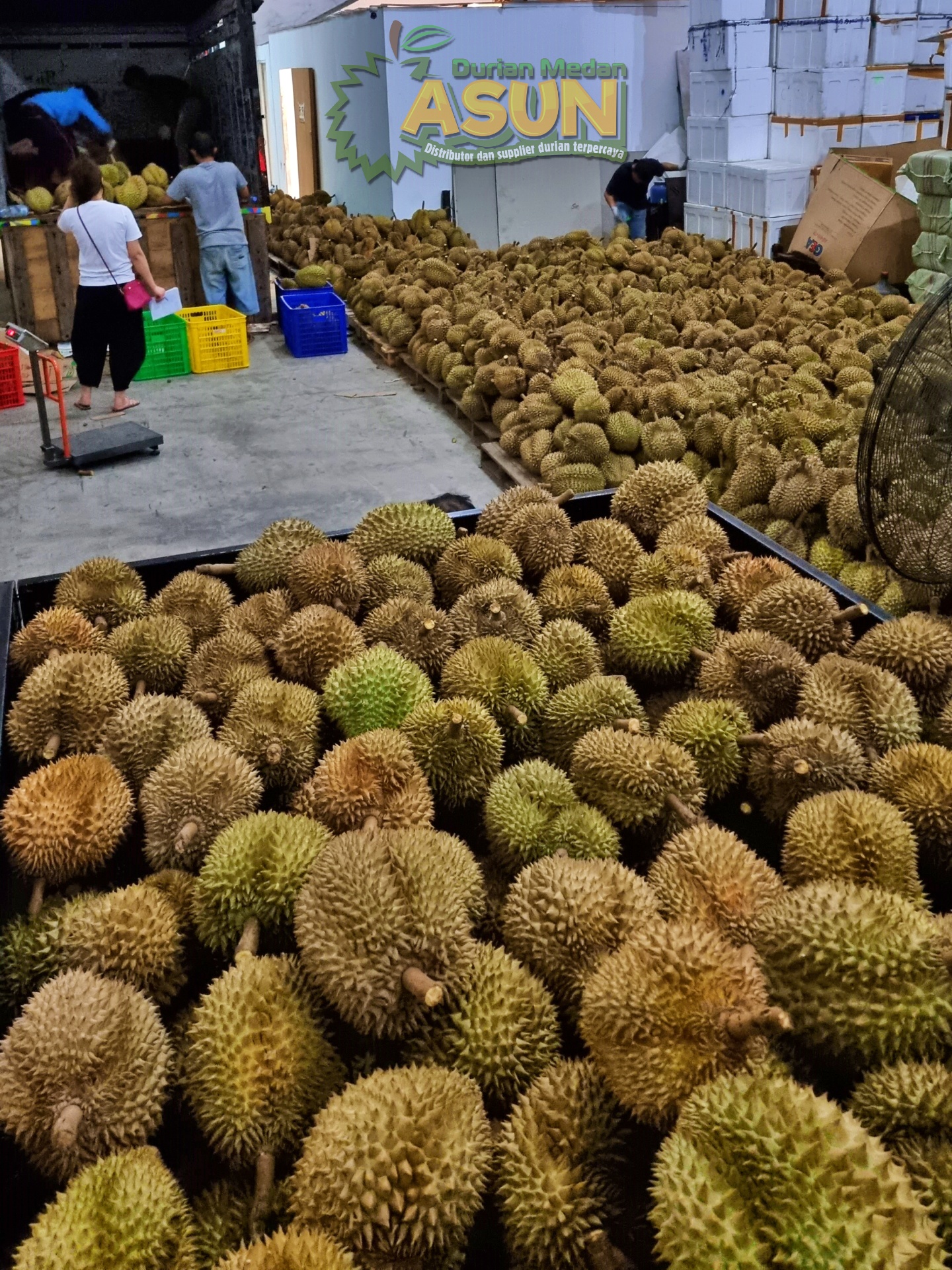 Supplier Durian Monthong Jakarta