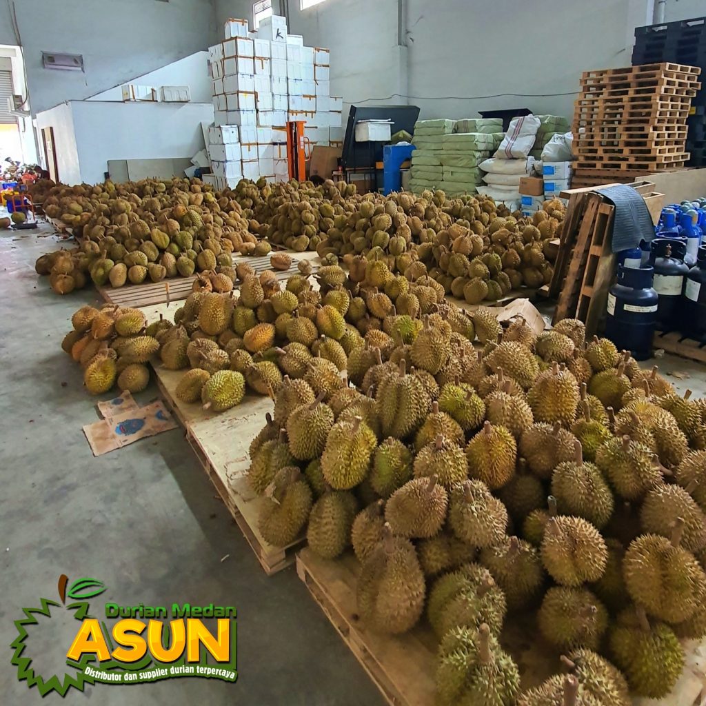 Durian Montong Palu Parigi Bali Singaraja