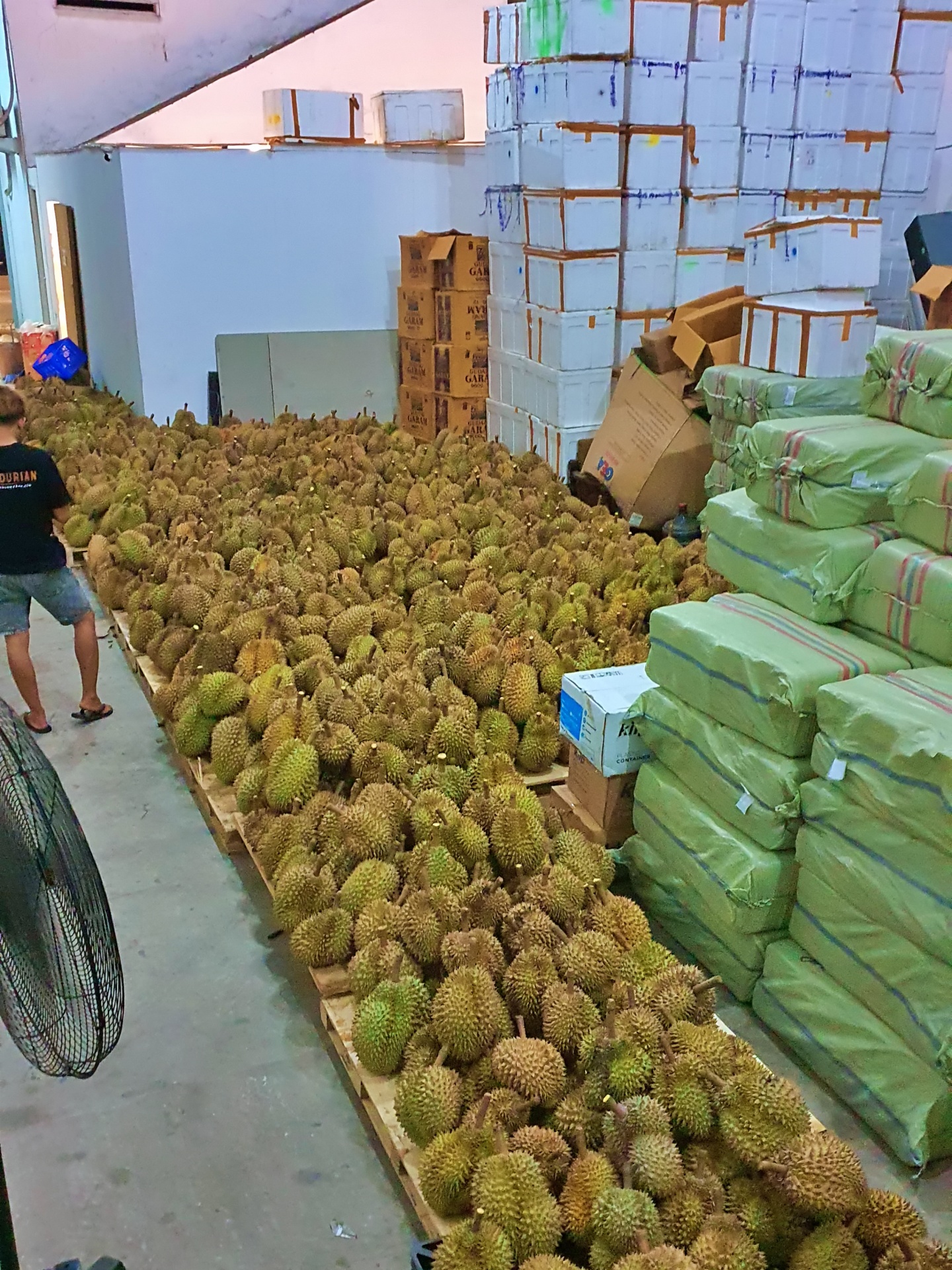 Durian Asun Medan Gudang Monthong
