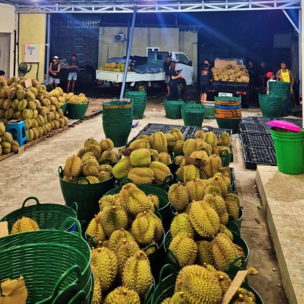 Durian Asun Bali Singaraja
