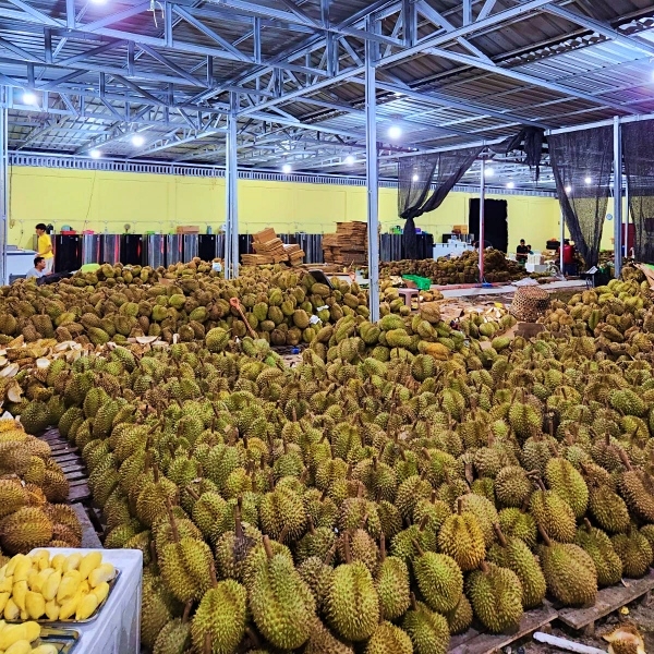 Gudang Durian Asun Palu Parigi